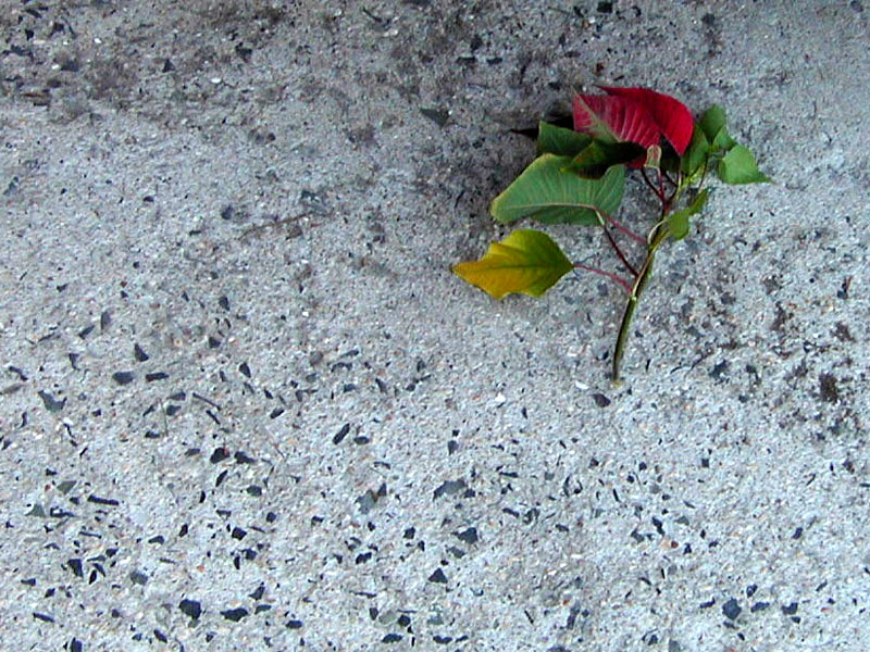 Poinsettia on the Sidewalk