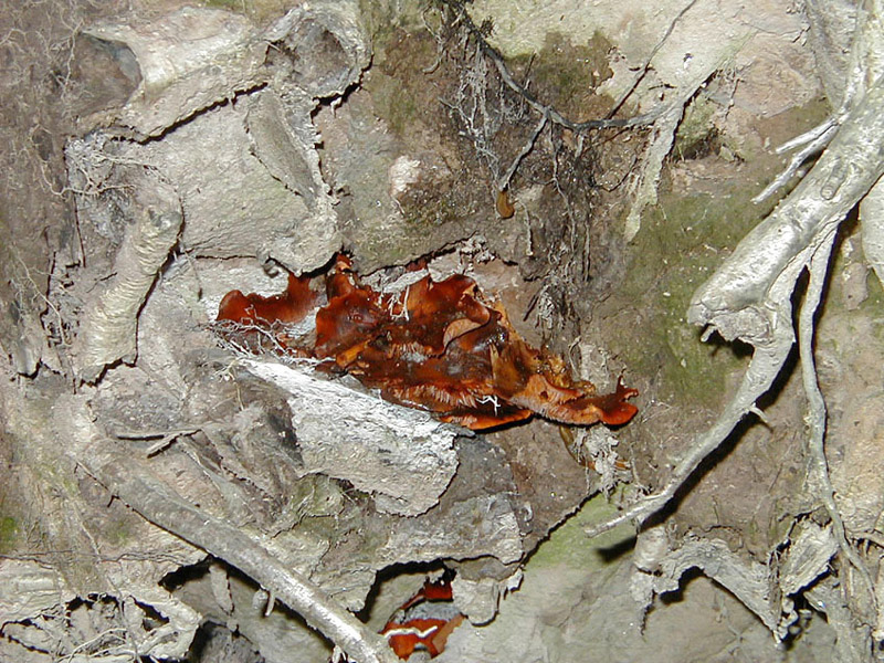 Root Fungi Lit