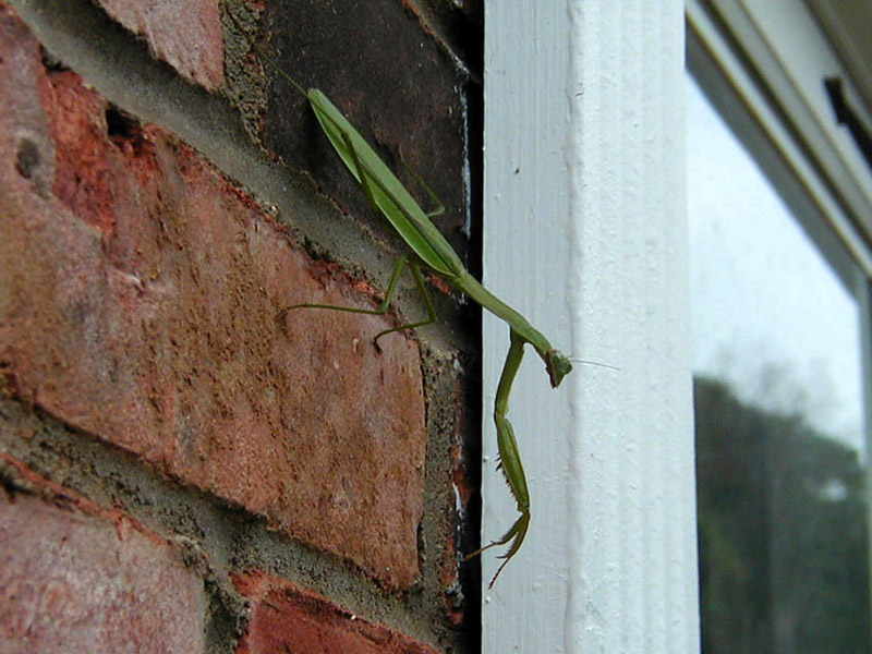 Praying Mantis by the Door