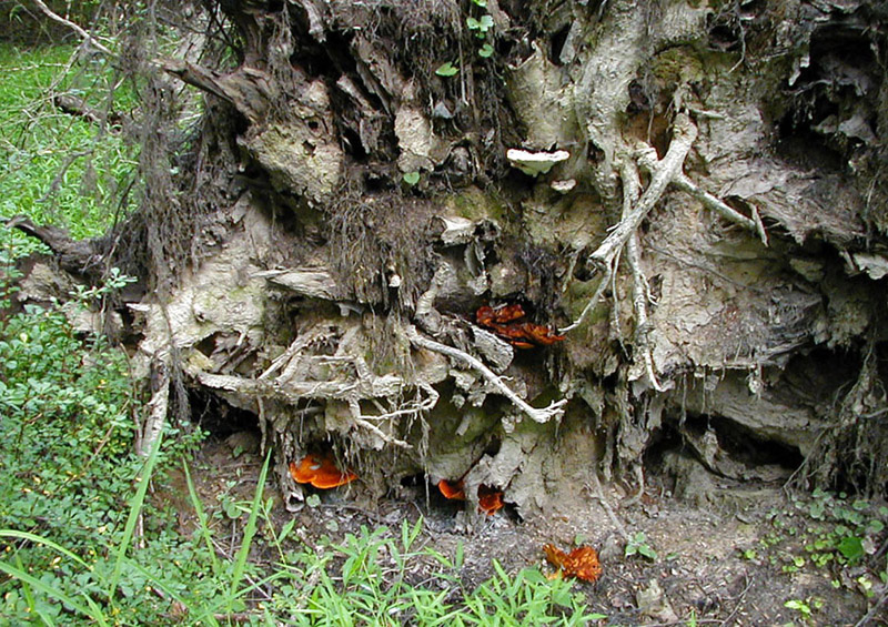 Root Fungi