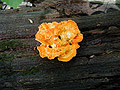 Orange Fungi 1