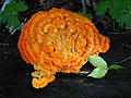 Orange Fungi 2
