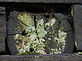 Lichen with Slug