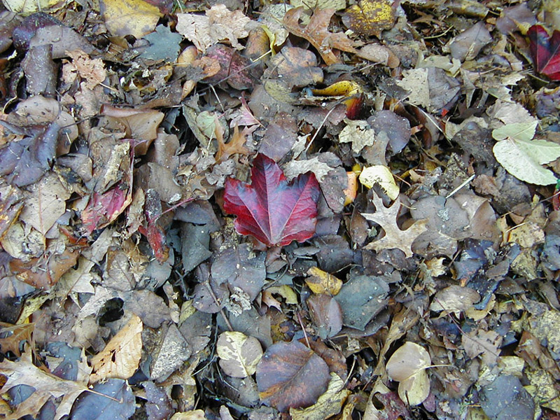 Burgundy Leaf