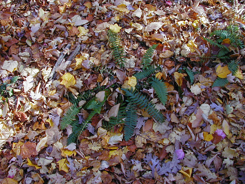 Fern and Autumn Leaves